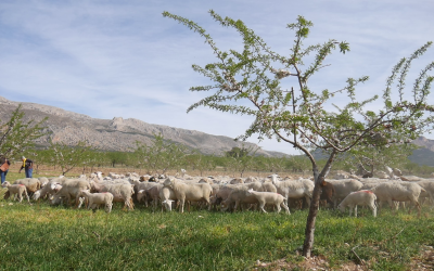 Investigar la captura de carbono para la transformación rural