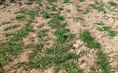 Seguimiento de cubiertas vegetales y manejo del suelo para mejorar la retención de agua en el almendro