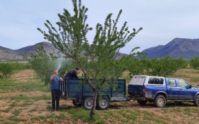 Nuevo muestreo de suelo y última aplicación foliar a los almendros
