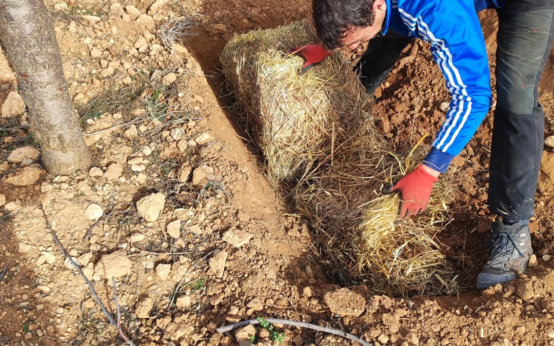 Aplicación de enmiendas edáficas para mejorar la retención de agua en el cultivo del almendro