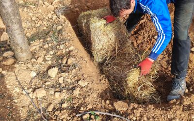 Aplicación de enmiendas edáficas para mejorar la retención de agua en el cultivo del almendro