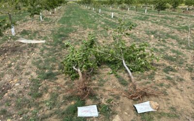 Estudio del desarrollo radicular de patrones de almendro