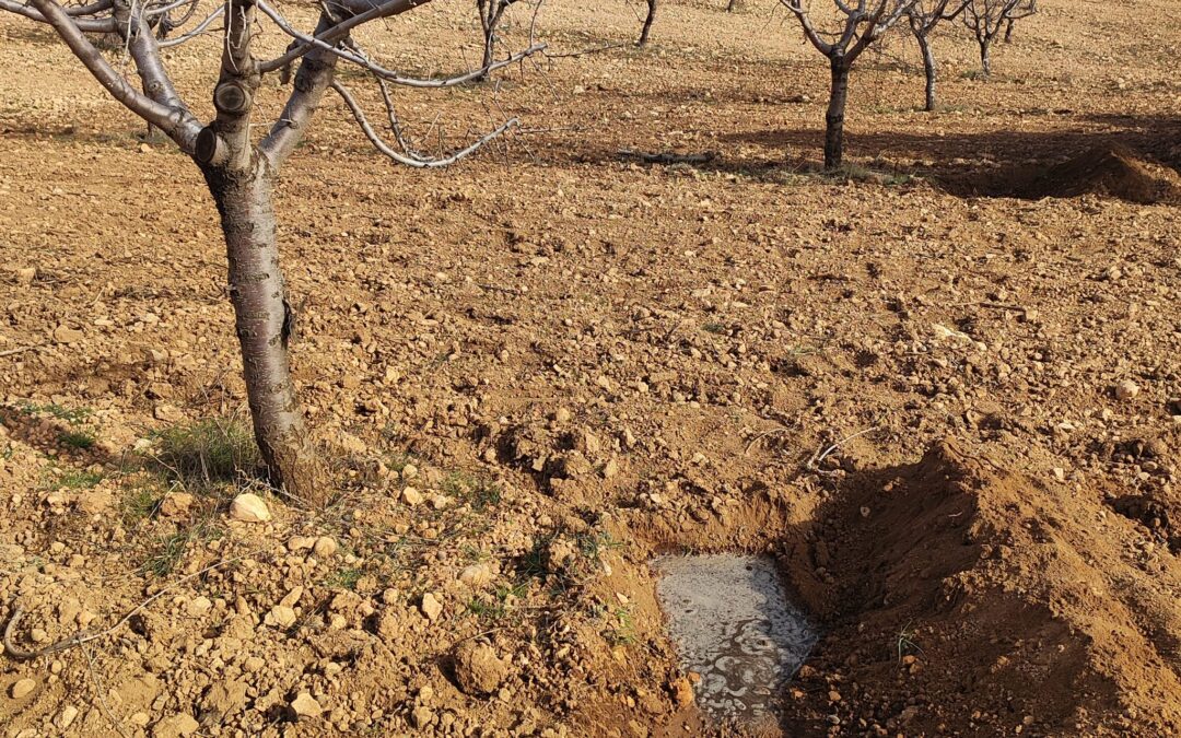 Microorganismos beneficiosos para un almendro más resiliente y productivo
