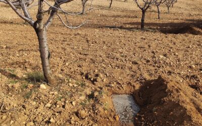 Microorganismos beneficiosos para un almendro más resiliente y productivo