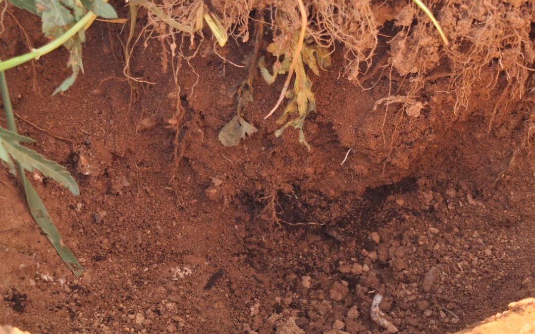 Monitoreo de distintos tipos de biomasa en la retención de agua en el almendro