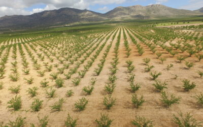 Los drones, aliados para monitorizar el almendro en secano en el proyecto AL-AQUA