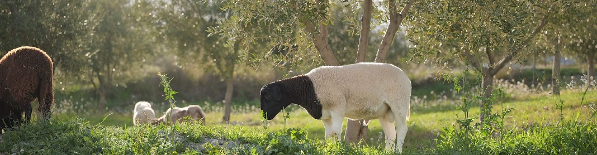 carnero negro